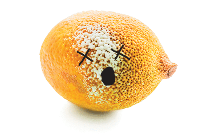 Moulded lemon isolated on a white background  Rotten lemon fruit isolated on white  Lemon with mold isolated on white background