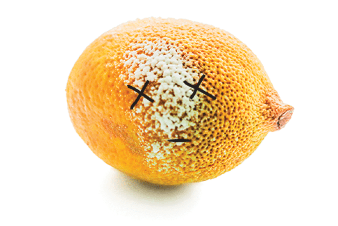 Moulded lemon isolated on a white background  Rotten lemon fruit isolated on white  Lemon with mold isolated on white background